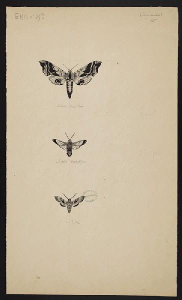 Eléments décoratifs [Papillon]