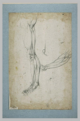 Etude de musculature d'une jambe et d'un bras ; détail d'une articulation