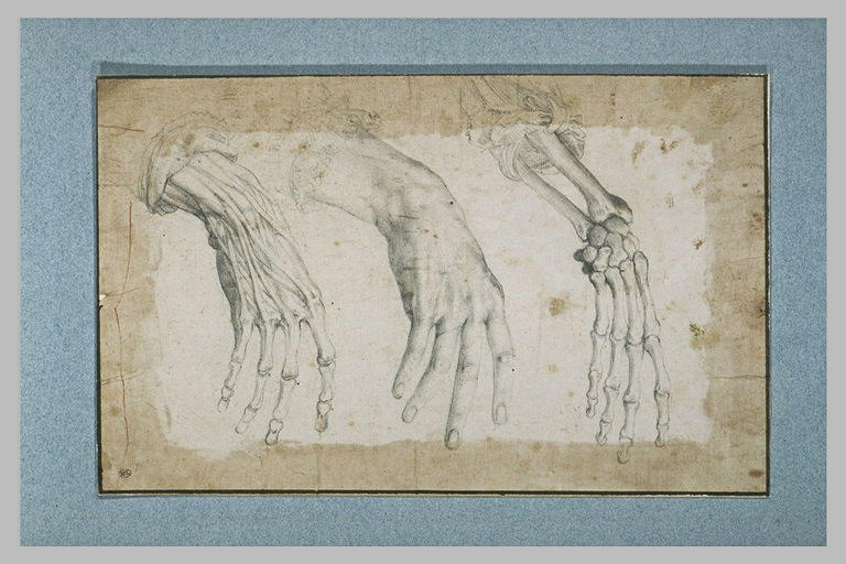 Trois études anatomiques d'une main