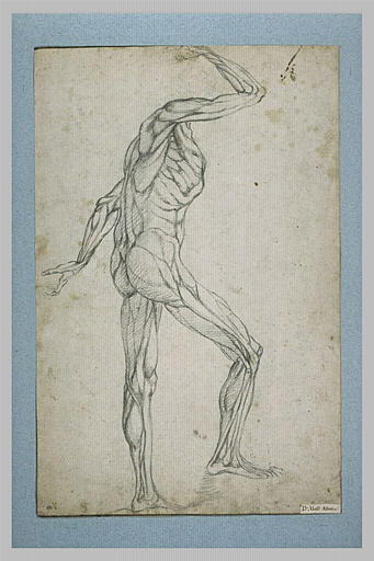 Etude d'un écorché, de trois quarts, de dos