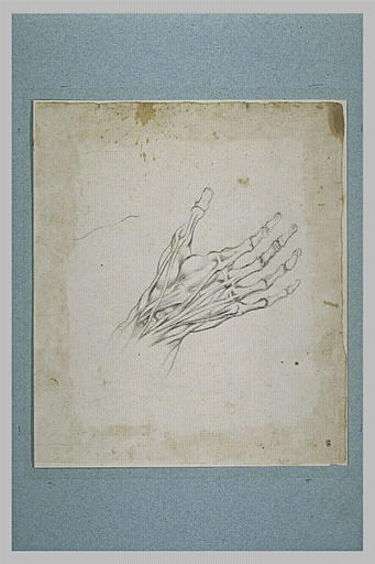 Etude anatomique d'une main, squelette et muscles