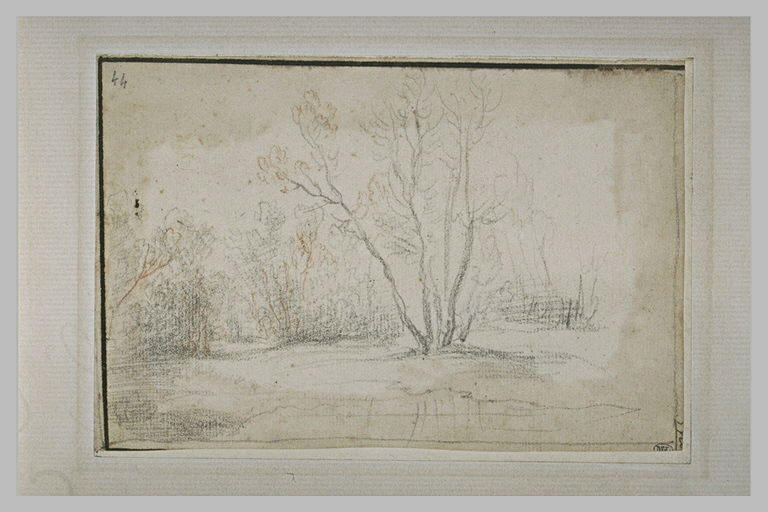 Marécage bordé d'arbres