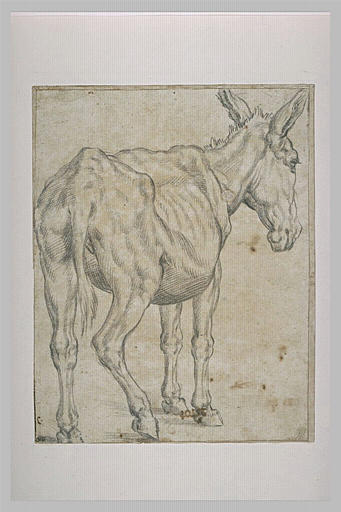 Ane debout, vu de trois quarts dos, tourné vers la droite