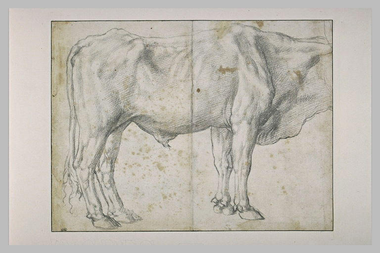 Boeuf acéphale, debout, vu de profil, tourné vers la droite