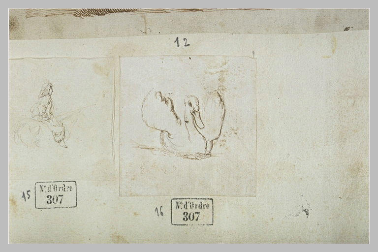 Cygne sur l'eau, les ailes ouvertes