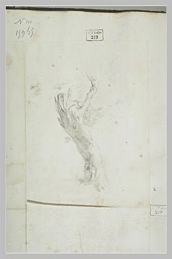 Etude de tronc d'arbre