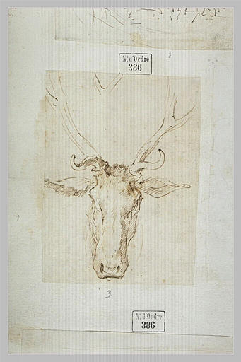 Tête de cerf de face ; bois de cerf