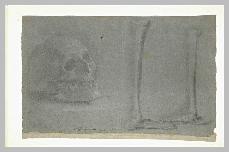 Etude d'un crâne, de deux tibias et de l'ossature du pied