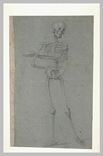 Squelette debout, de face