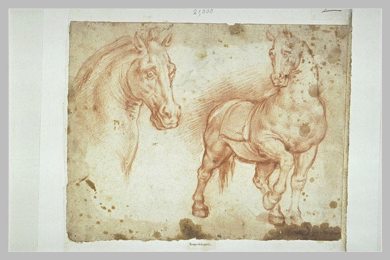 Etude d'un cheval, et d'une tête de cheval