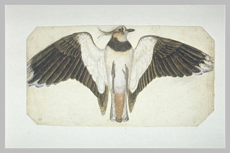 Vanneau huppé mort, posé sur le dos, les ailes éployées