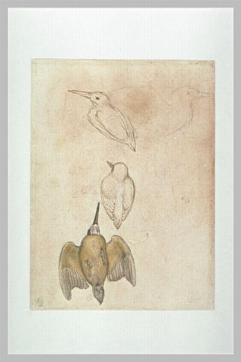 Quatre études de martin-pêcheur vu de profil, par-dessus et par-dessous