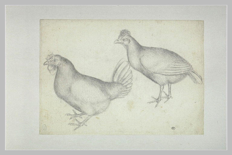 Un coq et une poule, de profil ves la gauche
