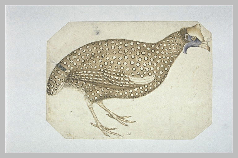 Pintade (?), de profil vers la droite