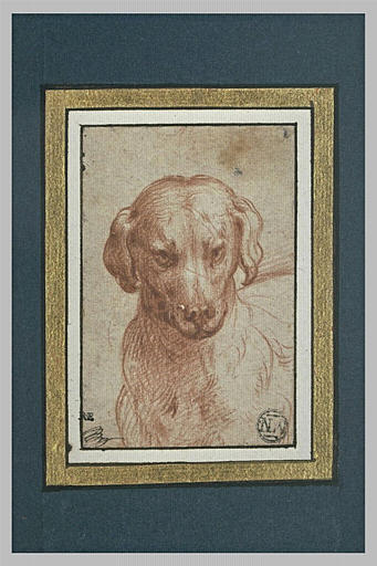 Tête d'un chien, les oreilles pendantes