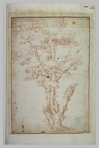 Un arbre au tronc noueux et creux
