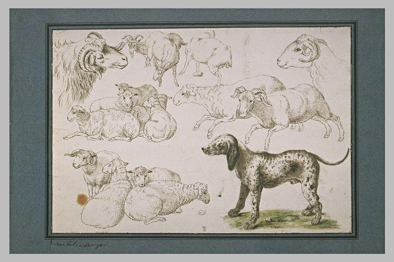Etudes de moutons et béliers, seuls ou groupés, et d'un chien