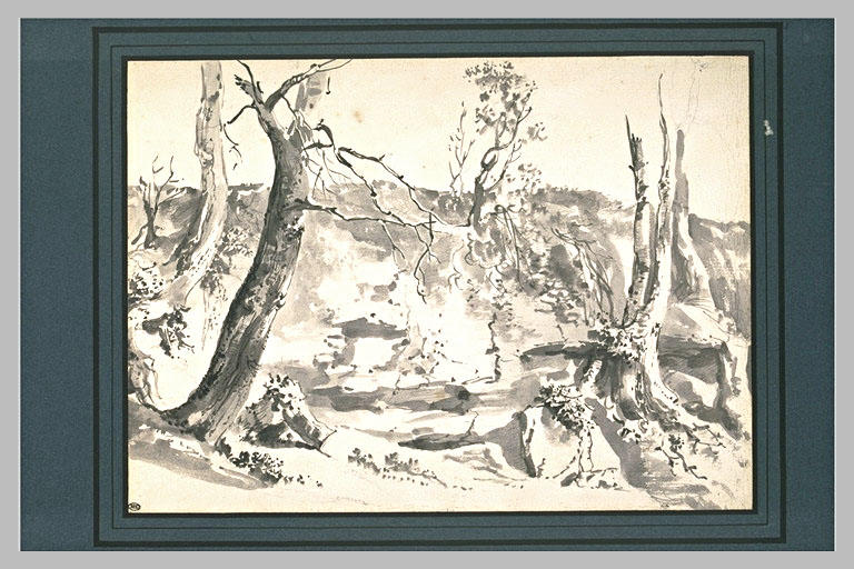 Etude de troncs d'arbres