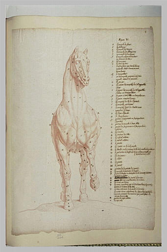 Cheval écorché debout vu de face