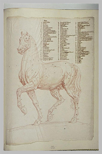 Cheval écorché, debout, tourné à gauche