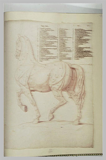 Cheval écorché, debout, tourné à gauche