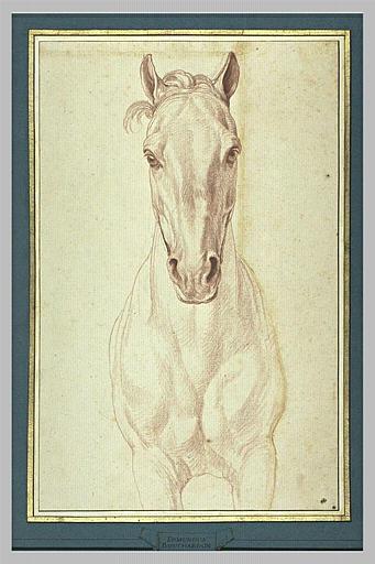 Cheval, vu jusqu'aux avant-bras, de face