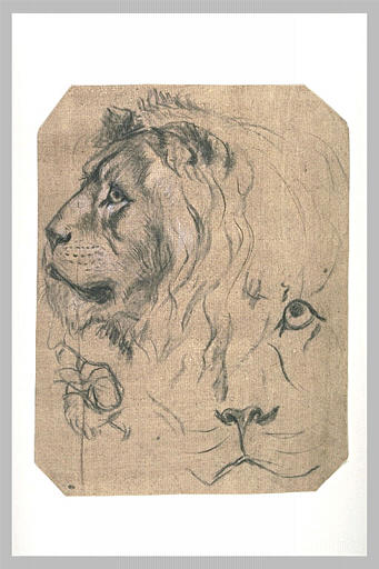 Etudes d'une tête de lion