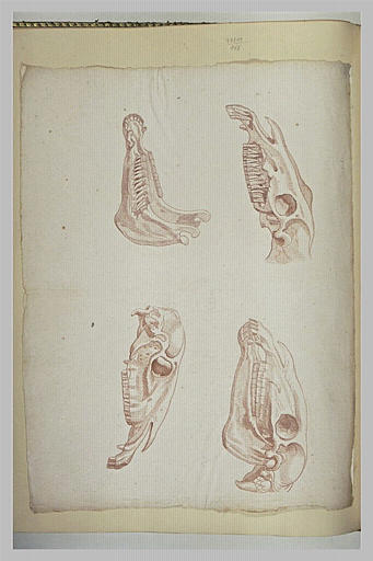 Tête de cheval écorché et quelques détails