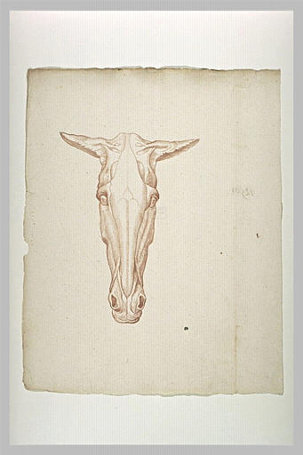Tête de cheval écorché, de face