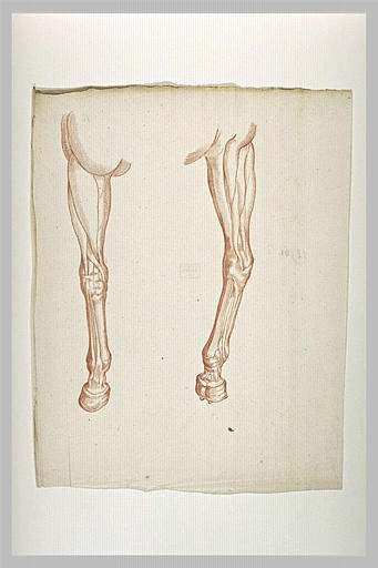 Deux études de jambe gauche de cheval écorché