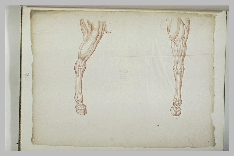 Deux jambes de cheval
