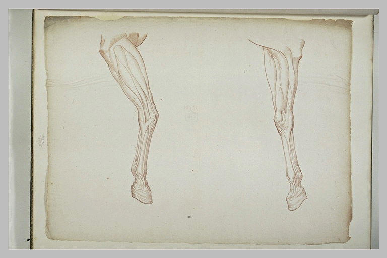 Les jambes de devant d'un cheval
