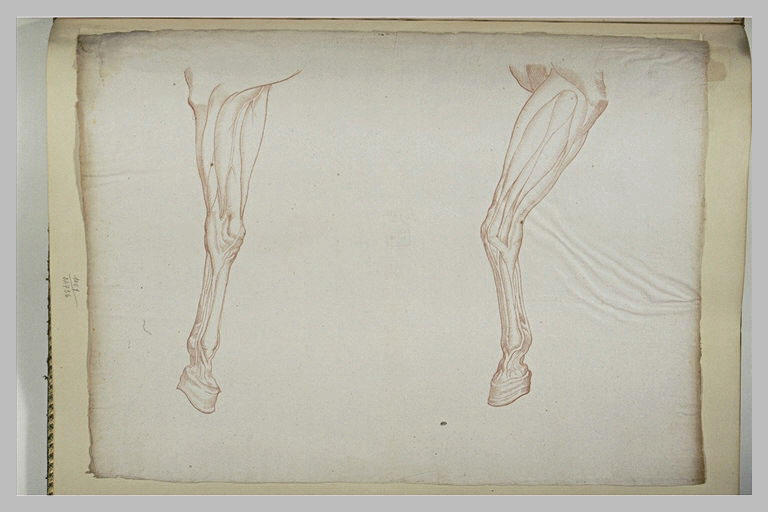 Les jambes de devant d'un cheval
