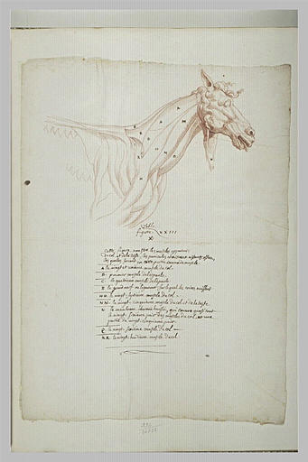 La tête et le poitrail d'un cheval avec indication de quelques muscles