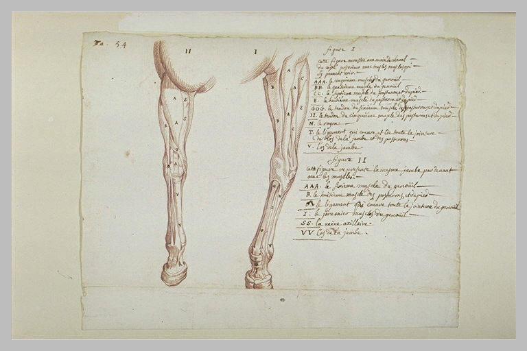 Jambes de devant d'un cheval écorché