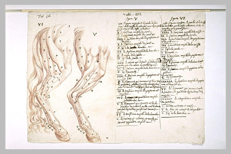 Deux études de patte et cuisse droite d'un cheval écorché