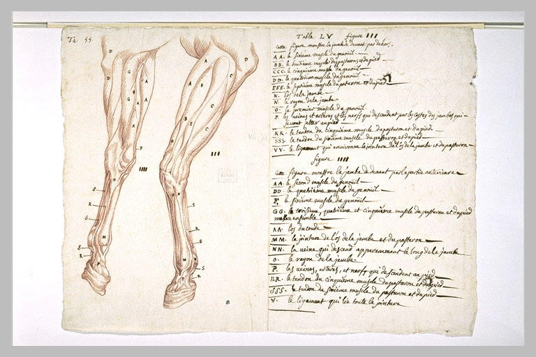 Deux études de jambes gauche d'un cheval écorché, et indications des muscles