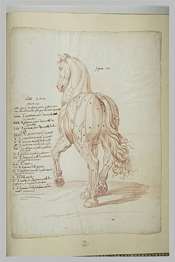 Cheval debout, vu de trois quarts et de dos