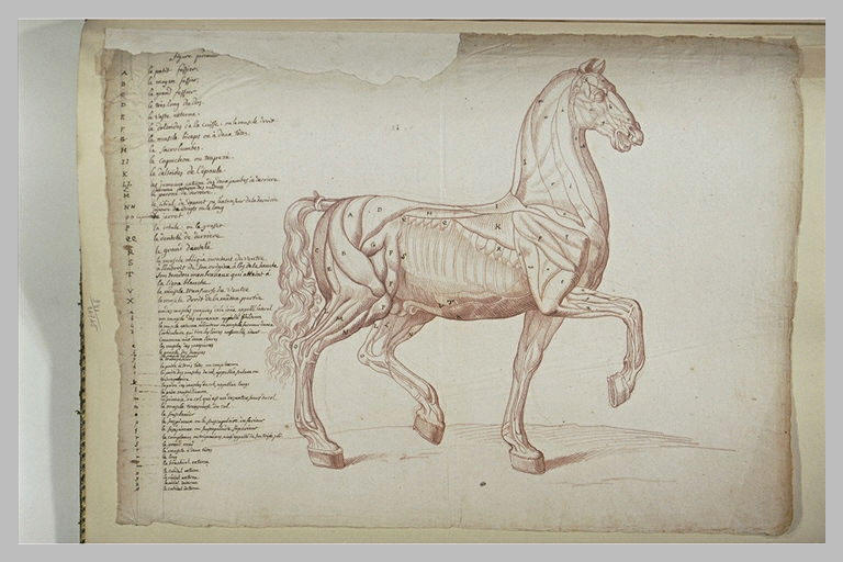 Cheval debout, écorché, tourné à droite