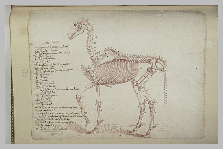 Squelette de cheval debout tourné à gauche