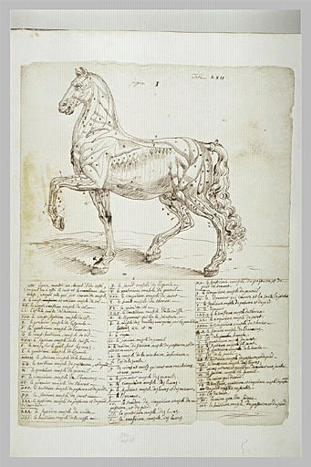 Cheval écorché debout, tourné à gauche