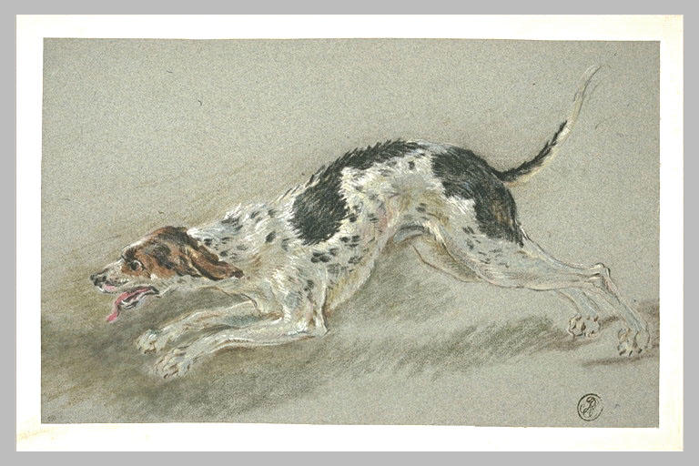 Un chien chassant et se dirigeant vers la gauche