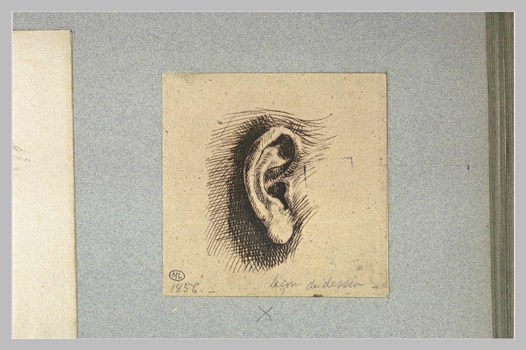 Oreille droite
