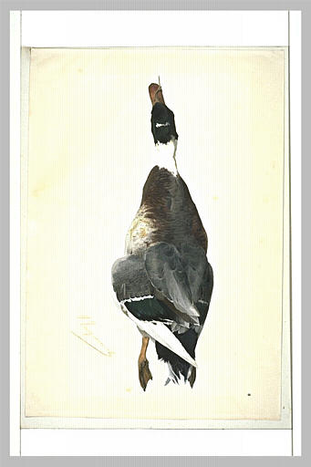 Un canard sauvage mort
