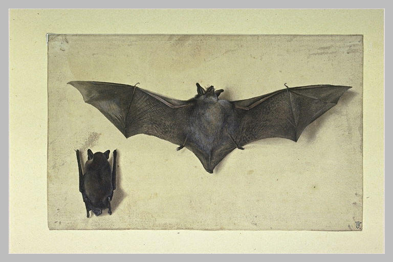 Une chauve-souris les ailes déployées, une autre les ailes repliées