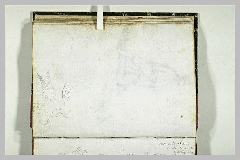 Etude d'animal
