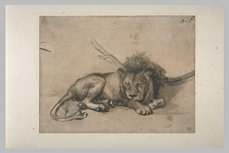 Lion dormant, la tête de face reposant sur la patte droite