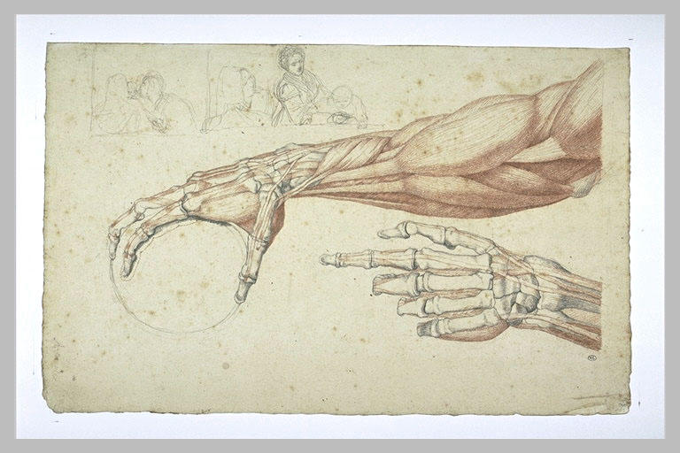 Etude de myologie d'un avant-bras, étude d'ostéologie d'une main...