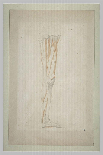 Etude myologique d'une jambe gauche