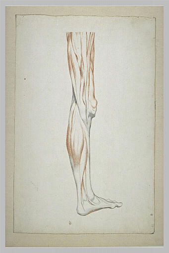 Etude myologique d'une jambe gauche
